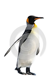 El rey pingüino 