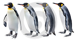 King Penguin