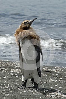 King Penguin