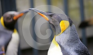 King Penguin 5