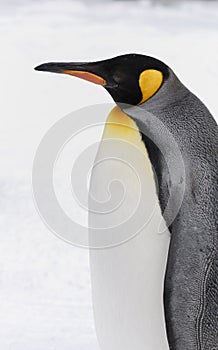 King Penguin