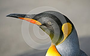 King Penguin 7