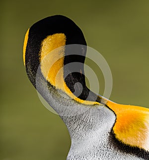 King penguin in Antarctica, doubles over to preen photo