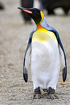 King penguin - Aptendytes patagonica - Gold Harbour, South Georgia photo