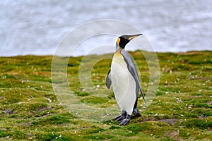 King penguin - Aptendytes patagonica - standing on grass in front of beach, Gold Harbour, South Georgia