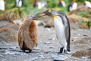 King penguin - Aptendytes patagonica - talking with a funny brown chick, South Georgia