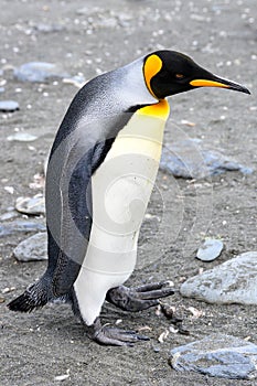 King penguin - Aptendytes patagonica - walking on grey stony beach in South Georgia
