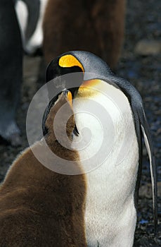 King Penguin, aptenodytes patagonica, Adult feeding Chick, Colony at Salisbury Plain, South Georgia