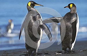 King Penguin, aptenodytes patagonica, Adult standing on Beach, Colony in Salisbury Plain, South Georgia