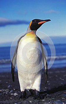 King Penguin, aptenodytes patagonica, Adult standing on Beach Salisbury Plain in South Georgia