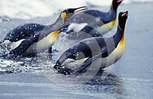 King Penguin, aptenodytes patagonica, Adults emerging from Ocean, Colony in Salisbury Plain, South Georgia