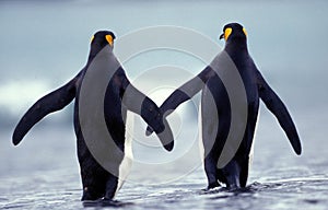 King Penguin, aptenodytes patagonica, Adults walking on Beach, Colony in Salisbury Plain, South Georgia