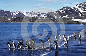 KING PENGUIN aptenodytes patagonica, COLONY IN SALISBURY PLAIN IN SOUTH GEORGIA