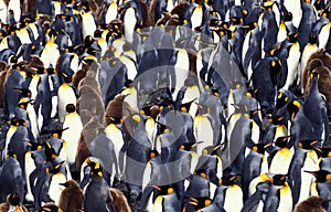 King Penguin, aptenodytes patagonica, Colony at Salisbury Plain in South Georgia