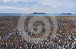 King Penguin, aptenodytes patagonica, Colony in Salisbury Plain, South Georgia