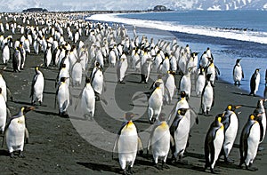 King Penguin, aptenodytes patagonica, Colony standing on Beach, Salisbury Plain in South Georgia