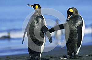 King Penguin, aptenodytes patagonica, Couple standing on Beach, Salisbury Plain in South Georgia