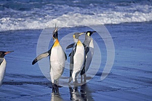 KING PENGUIN aptenodytes patagonica, GROUP STANDING ON BEACH, ONE OF THEM CALLING OUT, SALISBURY PLAIN IN SOUTH GEORGIA