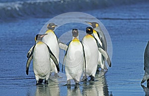 King Penguin, aptenodytes patagonica, Group standing on Beach, Salisbury Plain in South Georgia