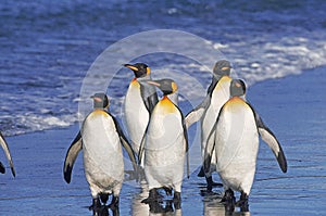 KING PENGUIN aptenodytes patagonica, GROUP WALKING ON BEACH, SALISBURY PLAIN IN SOUTH GEORGIA