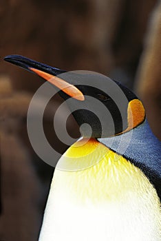King Penguin, aptenodytes patagonica, Portrait of Adult, Colony in Salisbury Plain, South Georgia