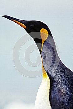 King Penguin, aptenodytes patagonica, Portrait of Adult, Colony in Salisbury Plain, South Georgia