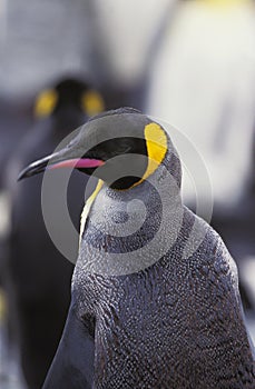 King Penguin, aptenodytes patagonica, Portrait of Adult, Salisbury Plain in South Georgia