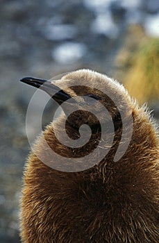 King Penguin, aptenodytes patagonica, Portrait of Chick, Colony in Salisbury Plain, South Georgia