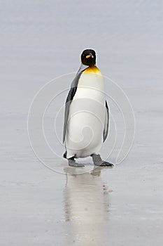 King penguin (Aptenodytes patagonicus)