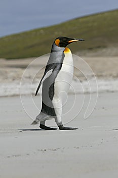 King penguin (Aptenodytes patagonicus)