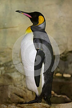 King penguin Aptenodytes patagonicus