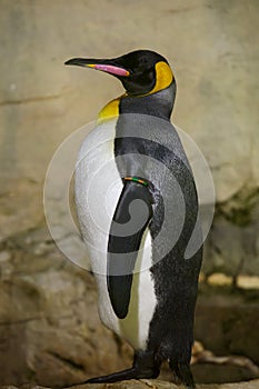 King penguin Aptenodytes patagonicus