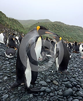 King Penguin, Aptenodytes patagonicus