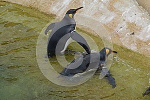 King Penguin - Aptenodytes patagonicus