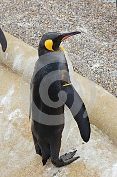 King Penguin - Aptenodytes patagonicus