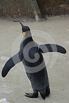 King Penguin - Aptenodytes patagonicus