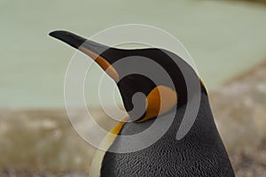 King Penguin - Aptenodytes patagonicus