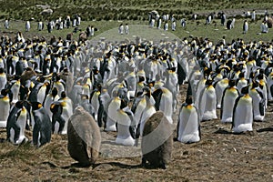 King penguin, Aptenodytes patagonicus