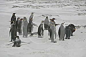 King penguin, Aptenodytes patagonicus