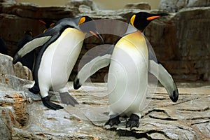 King penguin (Aptenodytes patagonicus).