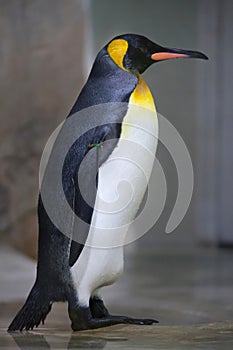 King penguin Aptenodytes patagonicus.