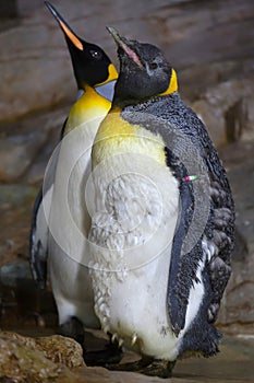 King penguin Aptenodytes patagonicus.