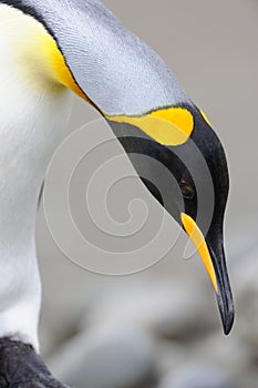 King Penguin (Aptenodytes patagonicus) bending down