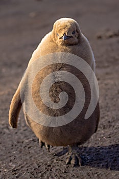 King Penguin (Aptenodytes patagonicus) chick walking.