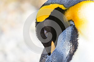 King Penguin (Aptenodytes patagonicus) close up.