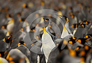 King penguin colony in the Falkland islands.