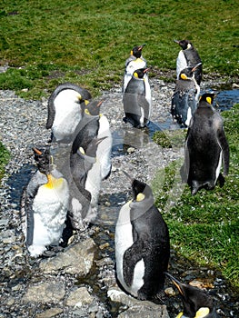 King Penguin Aptenodytes patagonicus colony on the shores of the South Georgia Islands, Antarctica