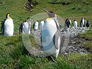 King Penguin Aptenodytes patagonicus colony on the shores of the South Georgia Islands, Antarctica