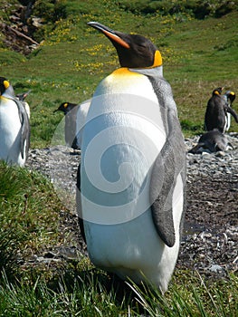 King Penguin Aptenodytes patagonicus colony on the shores of the South Georgia Islands, Antarctica