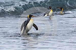 King penguins, South Georgia Island, Antarctic